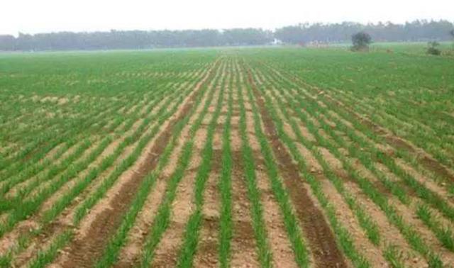 多年生黑麥草種植技術(shù)介紹與用途