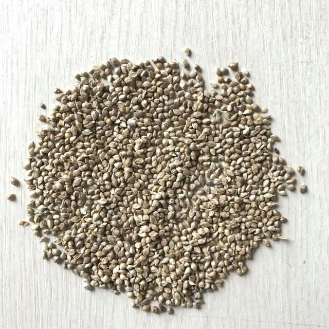 種植小米草的優(yōu)勢在哪里？養(yǎng)殖小龍蝦怎么樣？