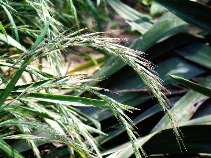 披堿草的栽培技術(shù)和如何利用 披堿草的栽培技術(shù)和如何利用