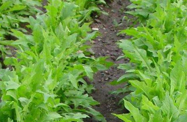 在田間小路看見的優(yōu)質(zhì)牧草-苦荬菜種植技術(shù)及品種價(jià)值 在田間小路看見的優(yōu)質(zhì)牧草-苦荬菜種植技術(shù)及品種價(jià)值