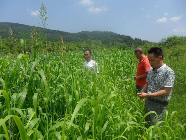 高丹草對(duì)環(huán)境有什么要求，在什么環(huán)境下存活