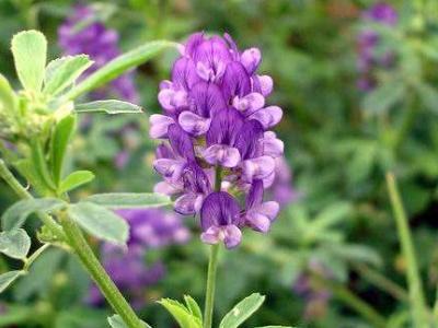 紫花苜蓿草如何種植，紫花苜蓿種植需要幾個步驟？