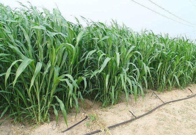 優(yōu)質(zhì)牧草——高丹草，種植高丹草種子如何高產(chǎn)？