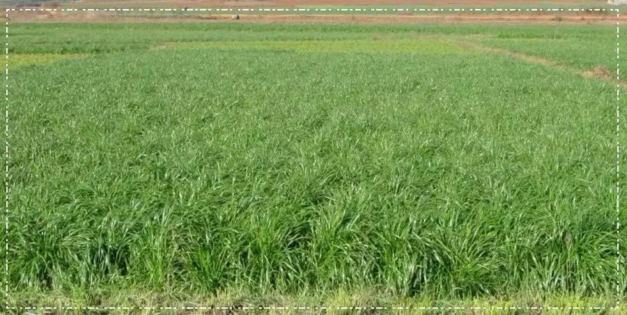 一年生黑麥草基本介紹，和多年生黑麥草有什么區(qū)別