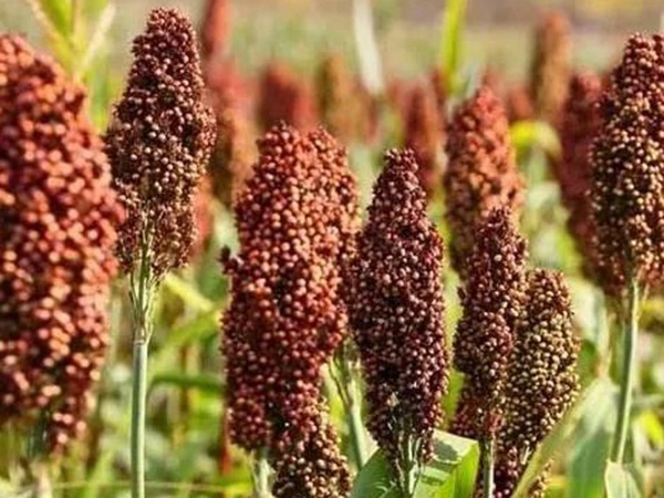 甜高粱簡(jiǎn)單的種植方法，如何播種