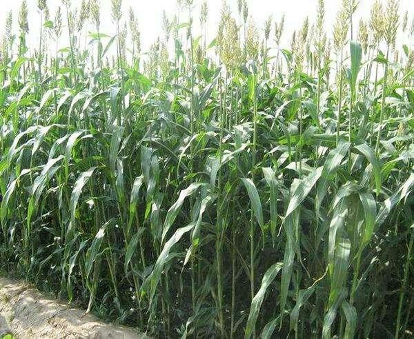 優(yōu)質(zhì)牧草——高丹草，種植高丹草種子如何高產(chǎn)？