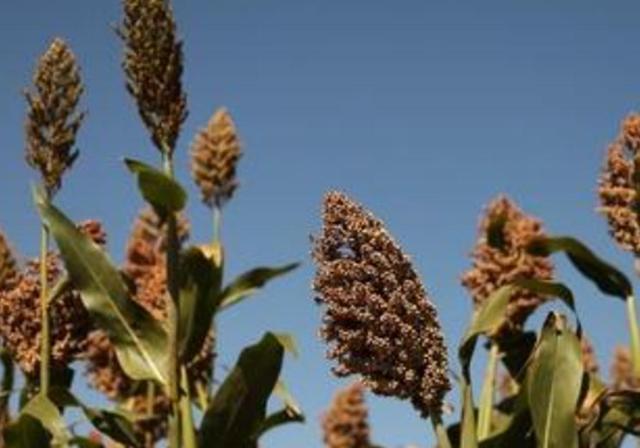 甜高梁種植技巧是什么，如何產(chǎn)量高