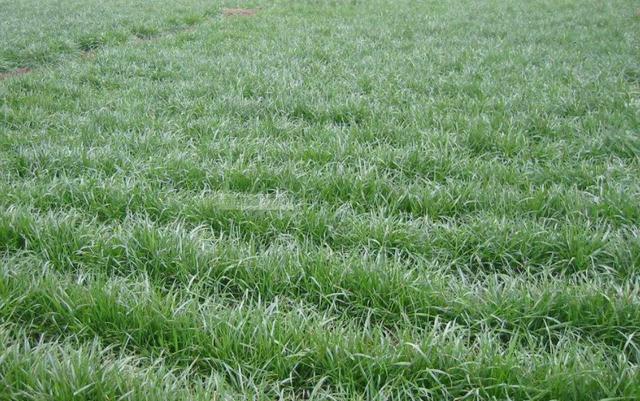 多年生黑麥草種植技術(shù)介紹與用途