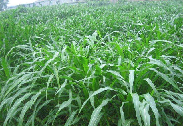 優(yōu)質(zhì)牧草——高丹草，種植高丹草種子如何高產(chǎn)？