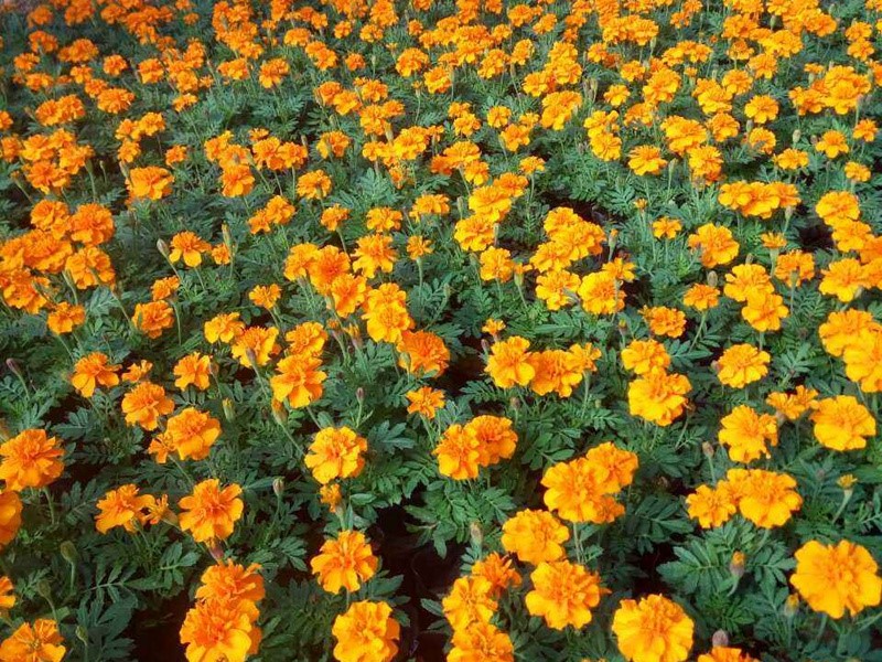 孔雀草 孔雀草