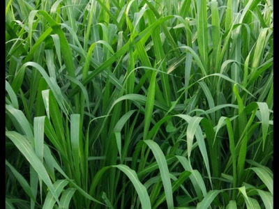 [增潤草]增潤草種子價(jià)格_圖片_播種方法