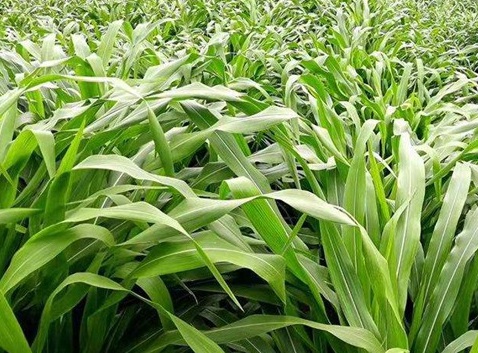 1626081444300564.jpg image.jpg