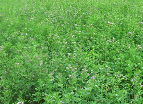 1626081527152914.jpg image.jpg