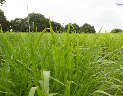 1626869352227387.jpg image.jpg