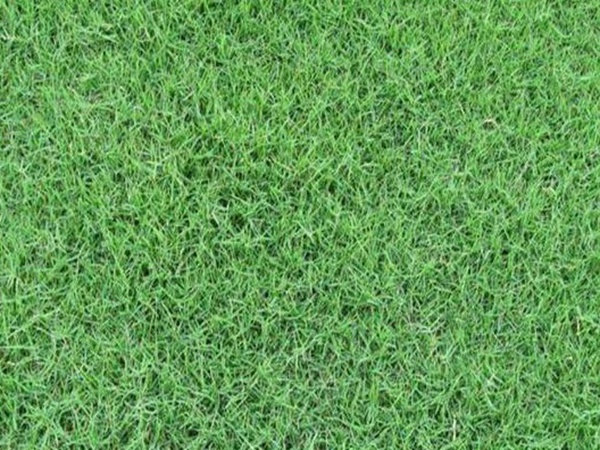 草坪常見(jiàn)品種——你知道的有幾種？