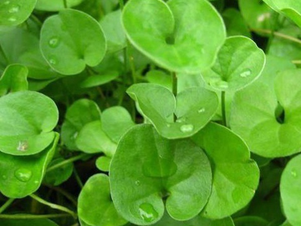 草坪常見(jiàn)品種——你知道的有幾種？