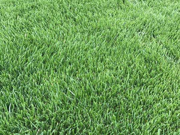 馬尼拉草坪多少錢一方 馬尼拉草坪多少錢一方