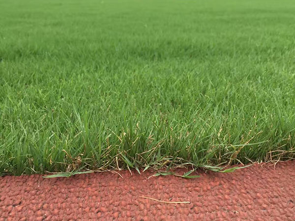 播撒草籽多少錢(qián)一平米 播撒草籽多少錢(qián)一平米