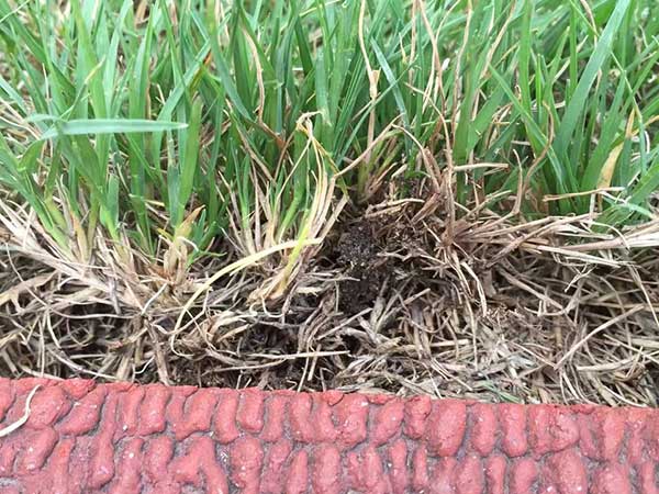 播撒草籽多少錢(qián)一平米 播撒草籽多少錢(qián)一平米