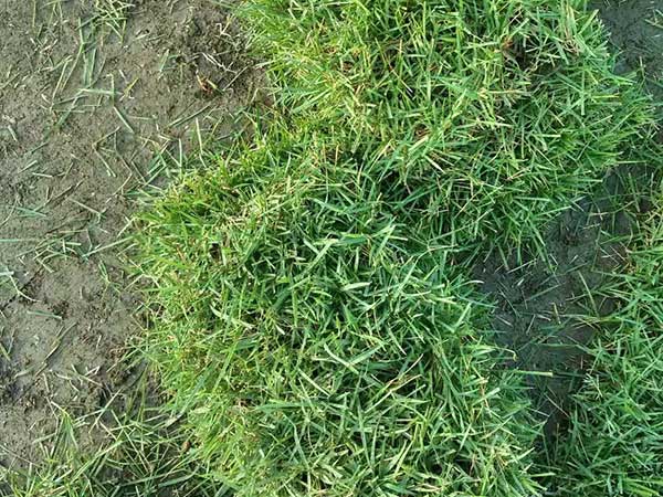 播撒草籽多少錢(qián)一平米 播撒草籽多少錢(qián)一平米