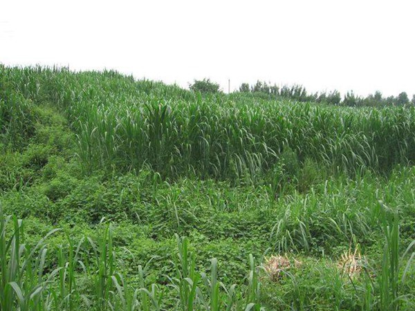 1627221489165269.jpg image.jpg