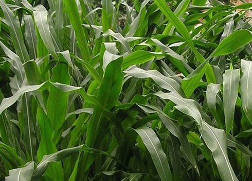 1627274539171725.jpg image.jpg