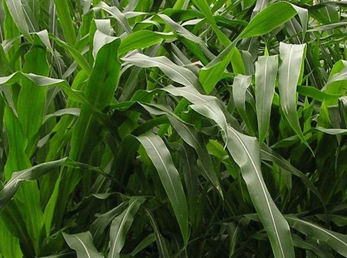 1627274557187679.jpg image.jpg