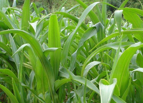 1627274762525591.jpg image.jpg