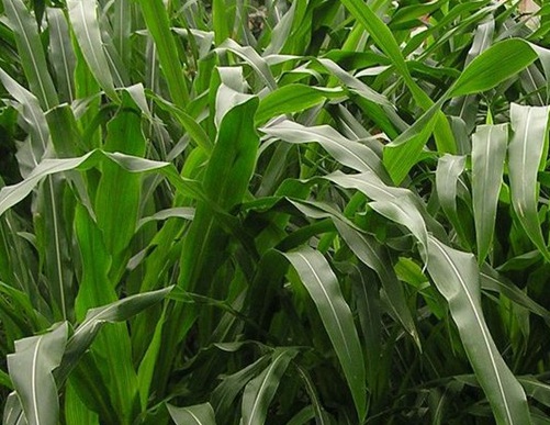 1627274789466794.jpg image.jpg