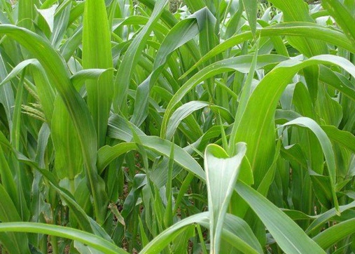 1627274907998067.jpg image.jpg