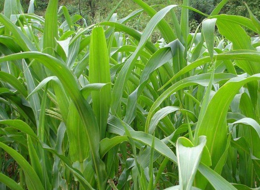 1627275291941151.jpg image.jpg