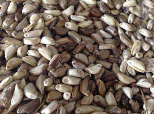 1627275613804544.jpg image.jpg