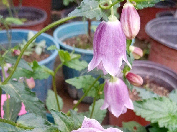 1627372503730562.jpg image.jpg