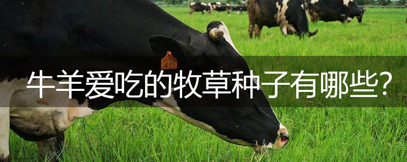 牛羊愛(ài)吃的牧草種子有哪些？