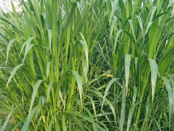 1627378999858395.jpg image.jpg