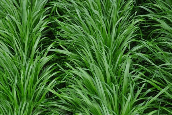 1627379693842992.jpg image.jpg