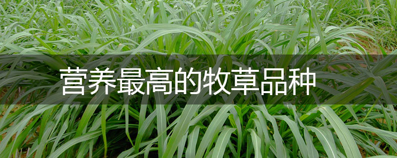營養(yǎng)最高的牧草品種 營養(yǎng)最高的牧草品種