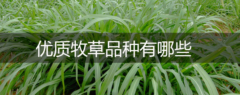 優(yōu)質(zhì)牧草品種有哪些 優(yōu)質(zhì)牧草品種有哪些