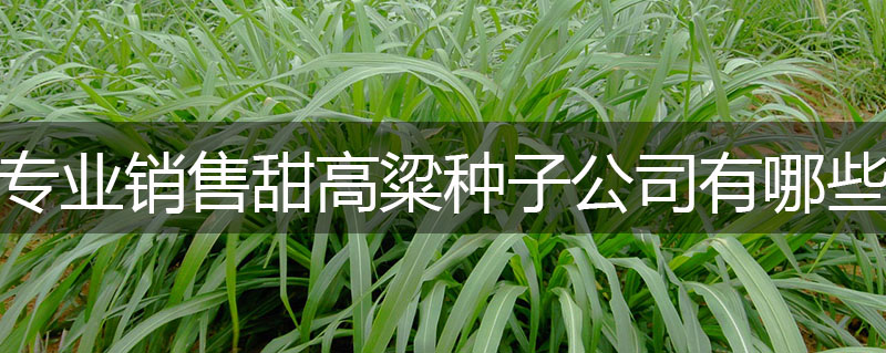 專業(yè)銷售甜高粱種子公司有哪些