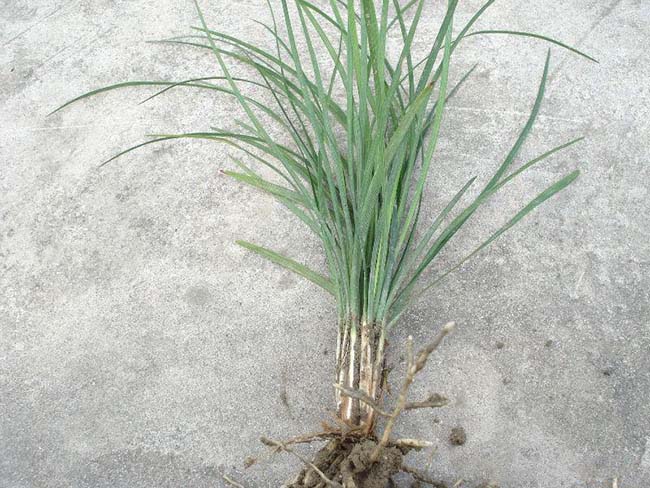 中葉麥冬草 中葉麥冬草