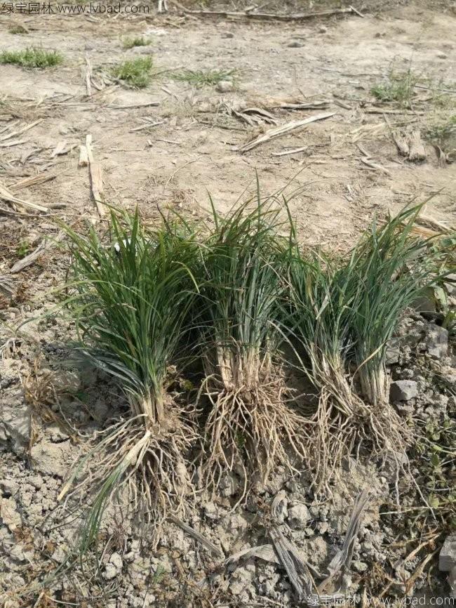 中葉麥冬草 中葉麥冬草