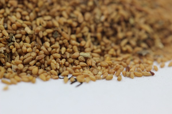 美麗月見草種子 美麗月見草種子