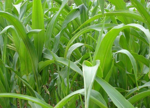 1627519993800243.jpg image.jpg