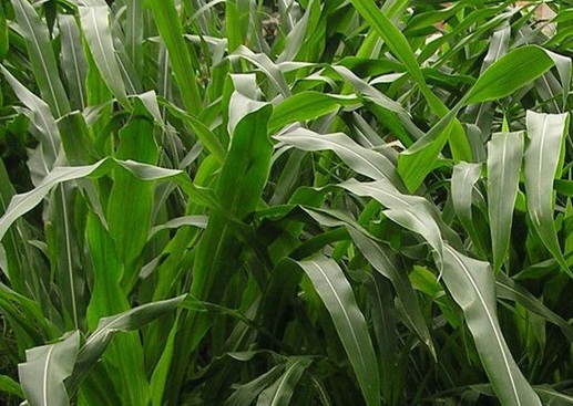 1627520020902277.jpg image.jpg