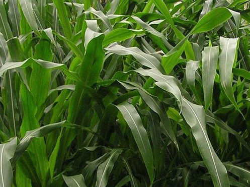 1627523466958920.jpg image.jpg