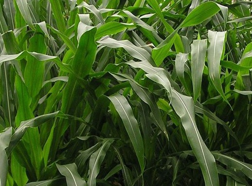 1627525851921582.jpg image.jpg