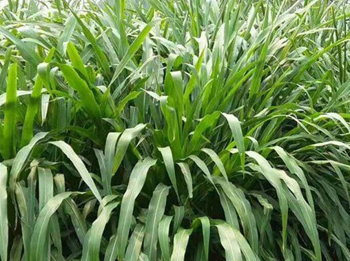 1627525859838556.jpg image.jpg