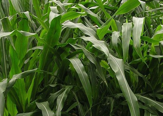 1627525868932872.jpg image.jpg