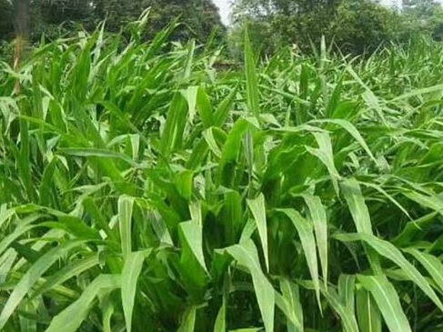 1627527321563923.jpg image.jpg