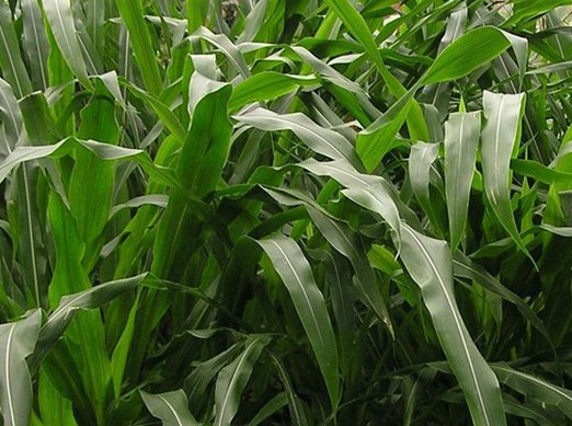 1627527645638010.jpg image.jpg